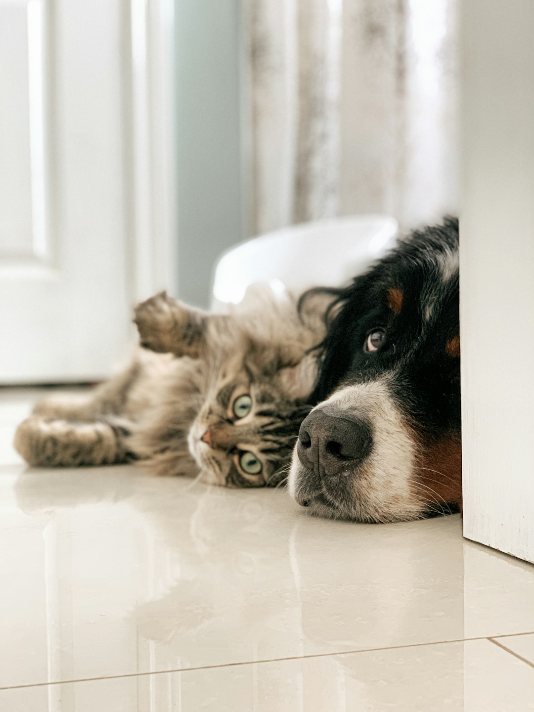 Dog and cat lying together near doorway